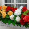 10 Bégonias frangés en mélange - Un été 100% couleurs