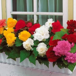 10 Bégonias frangés en mélange - Un été 100% couleurs