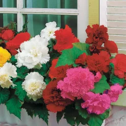 25 Bégonias à grandes fleurs en mélange - Des fleurs XXL tout l'été