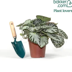 Bégonia Silver Jewel - Un feuillage argenté bluffant