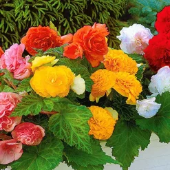 6 Bégonias multiflora Non Stop en mélange - 5 mois de fleurs non-stop