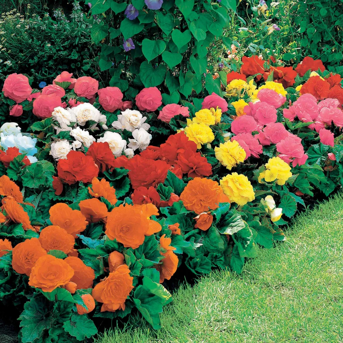 16 Bégonias Non Stop jaunes, rouges, roses, blancs en mélange - Fleurs tout l'été sans effort