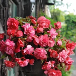 9 Bégonias parfumées en mélange - Un été parfumé et coloré