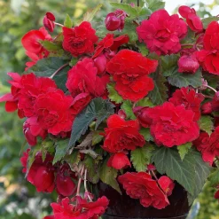 9 Bégonias parfumées en mélange - Un été parfumé et coloré