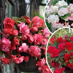 9 Bégonias parfumées en mélange - Un été parfumé et coloré