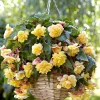 5 Bégonias parfumées Sunny Dream - Un parfum rare au jardin