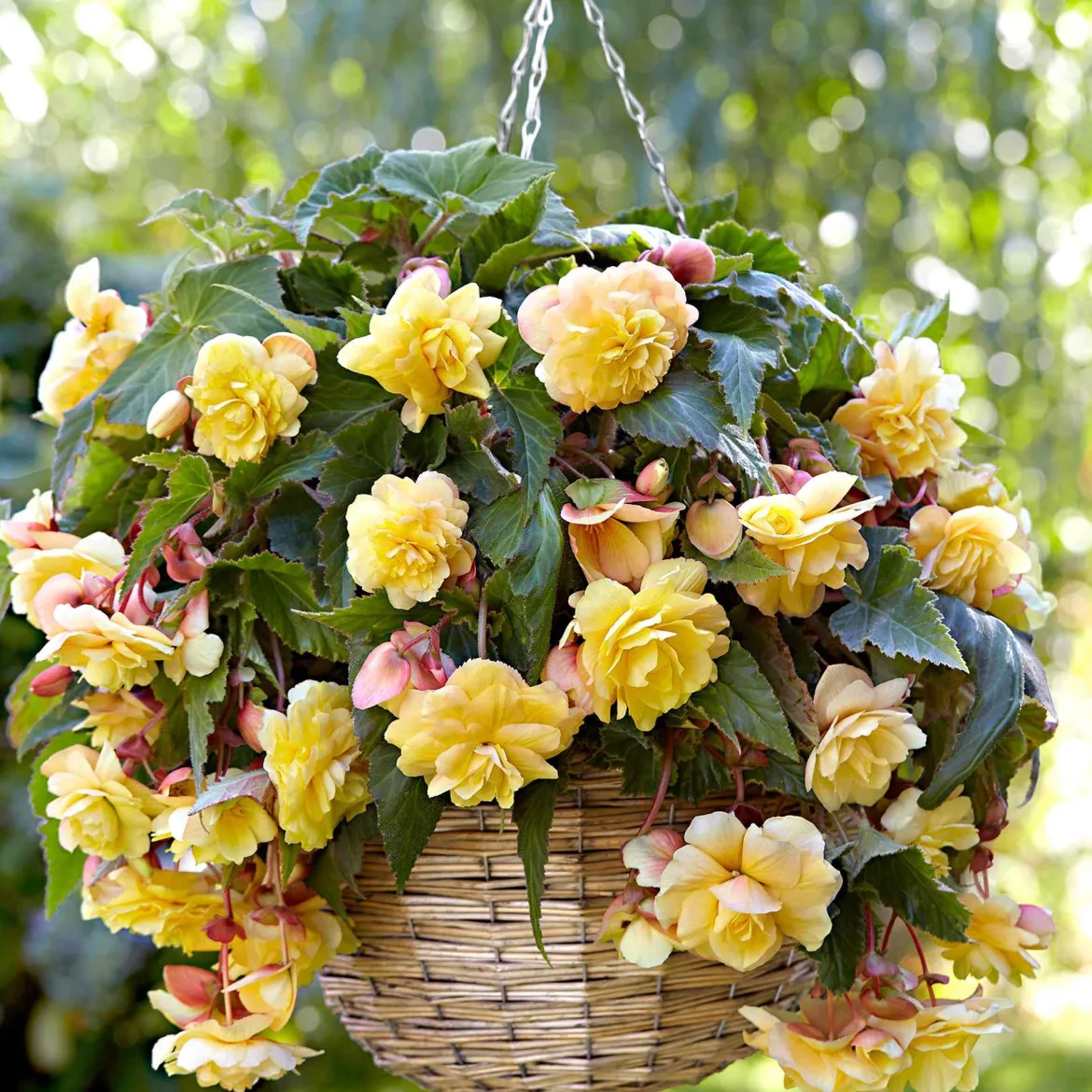 5 Bégonias parfumées Sunny Dream - Un parfum rare au jardin