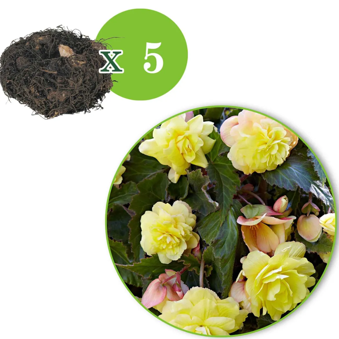 5 Bégonias parfumées Sunny Dream - Un parfum rare au jardin