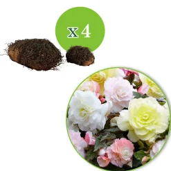 4 bégonias pastel crème et rose - Six mois de fleurs pastel