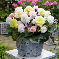 4 bégonias pastel crème et rose - Six mois de fleurs pastel