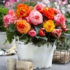 5 Bégonias Picotée Golden Balcony - Balcon fleuri tout l'été