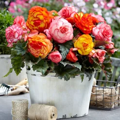5 Bégonias Picotée Golden Balcony - Balcon fleuri tout l'été