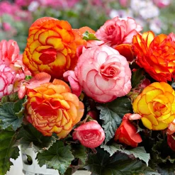 5 Bégonias Picotée Golden Balcony - Balcon fleuri tout l'été