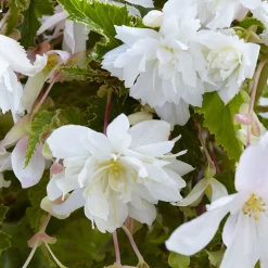 5 Bégonias retombants blancs - Cascade de fleurs blanches