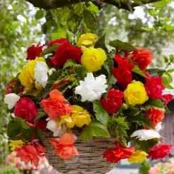 Bégonias retombants à grosses fleurs en mélange - Cascade de fleurs tout l'été