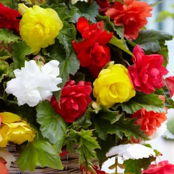 20 Bégonias retombants à grosses fleurs en mélange - Cascade de fleurs tout l'été