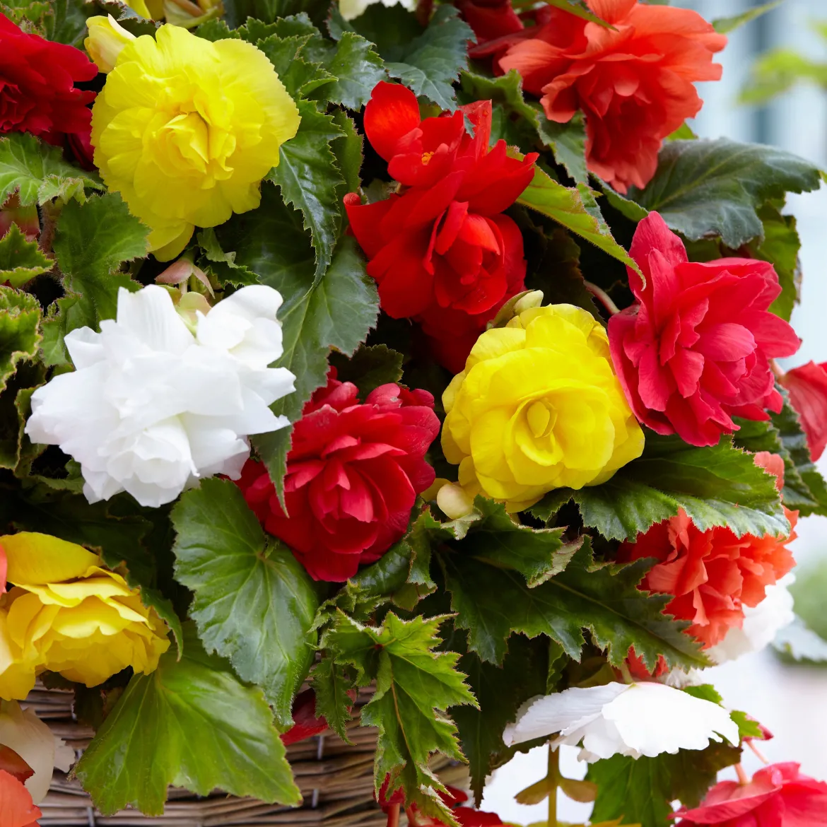 20 Bégonias retombants à grosses fleurs en mélange - Cascade de fleurs tout l'été