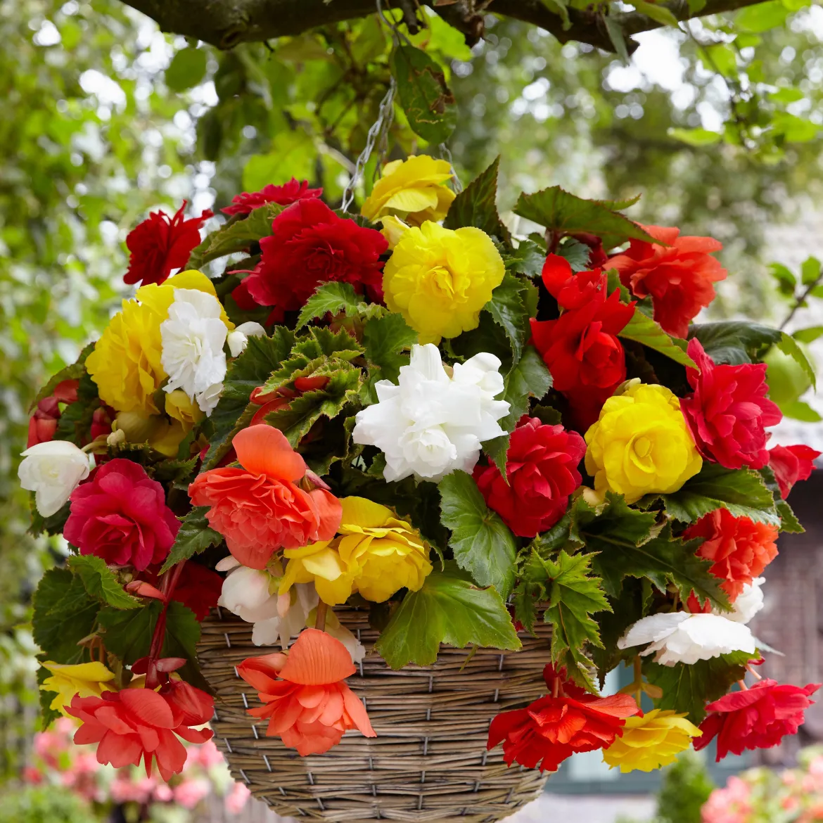 20 Bégonias retombants à grosses fleurs en mélange - Cascade de fleurs tout l'été