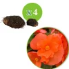 4 Bégonias retombants orange - Cascade orange tout l'été