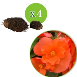 4 Bégonias retombants orange - Cascade orange tout l'été