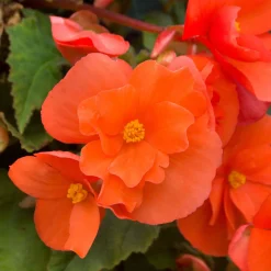 4 Bégonias retombants orange - Cascade orange tout l'été