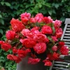 5 Bégonias retombants parfumés Pink delight - Balcon fleuri tout l'été