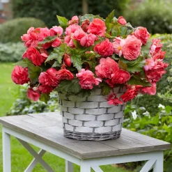 5 Bégonias retombants parfumés Pink delight - Balcon fleuri tout l'été