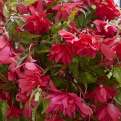 5 Bégonias retombants roses - Cascade de fleurs roses