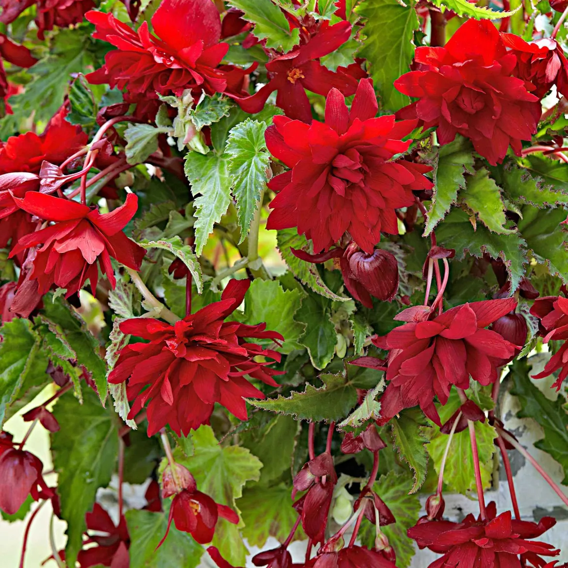 5 Bégonias retombants Scarlet - Cascade rouge tout l'été
