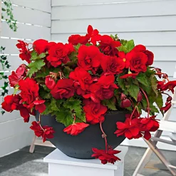 5 Bégonias retombants Scarlet - Cascade rouge tout l'été