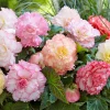 5 Bégonias Samba en mélange - Des fleurs doubles tout l'été