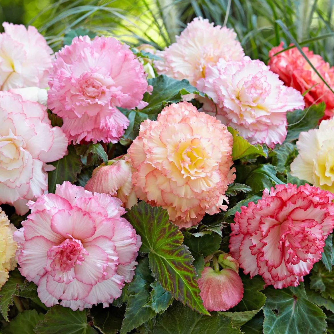 5 Bégonias Samba en mélange - Des fleurs doubles tout l'été