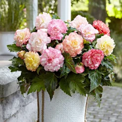 5 Bégonias Samba en mélange - Des fleurs doubles tout l'été