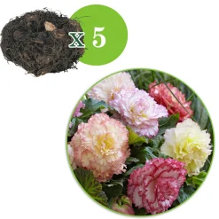 5 Bégonias Samba en mélange - Des fleurs doubles tout l'été
