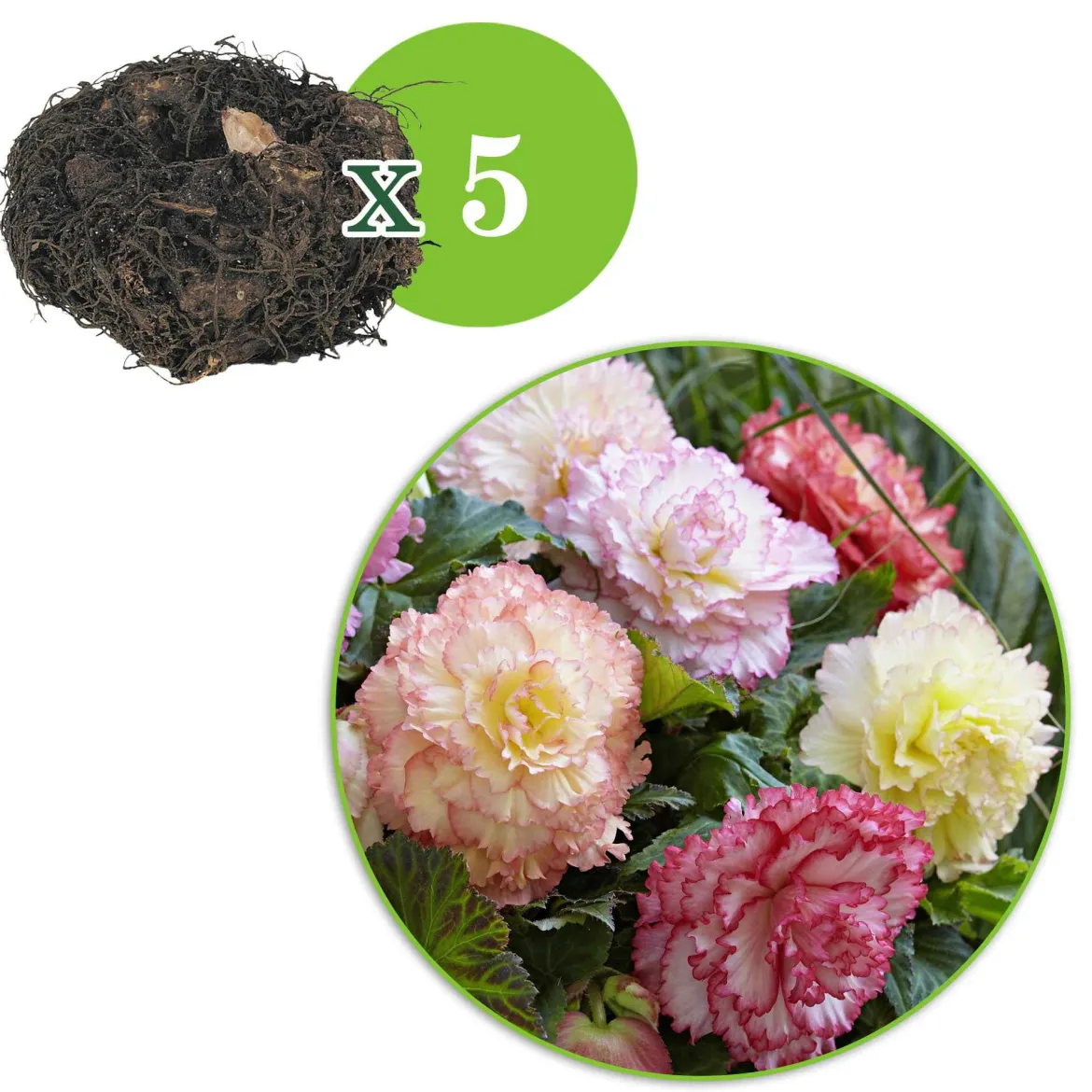 5 Bégonias Samba en mélange - Des fleurs doubles tout l'été