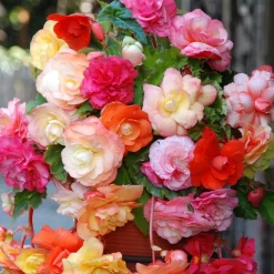 5 Bégonias Splendid en mélange - Un balcon fleuri tout l'été