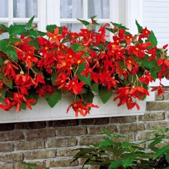2 Bégonias Tanaïs - Un balcon fleuri sans soleil