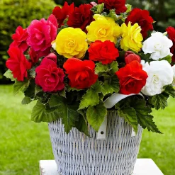 24 Bégonias tubéreux doubles en mélange - Des fleurs XXL tout l'été