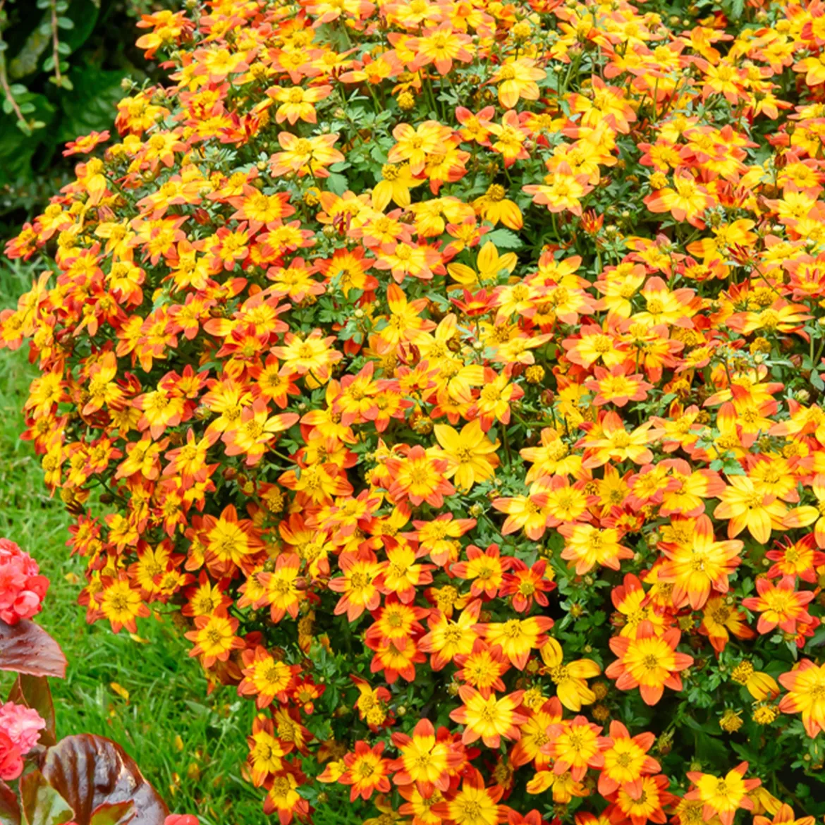Bidens Blazing Glory - Une cascade de soleil