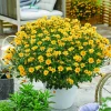 3 Bidens à feuilles de férule - Cascade jaune tout l'été