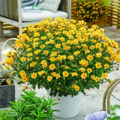 3 Bidens à feuilles de férule - Cascade jaune tout l'été