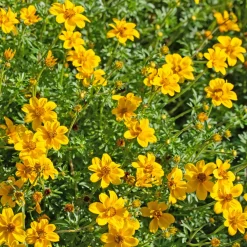3 Bidens à feuilles de férule - Cascade jaune tout l'été