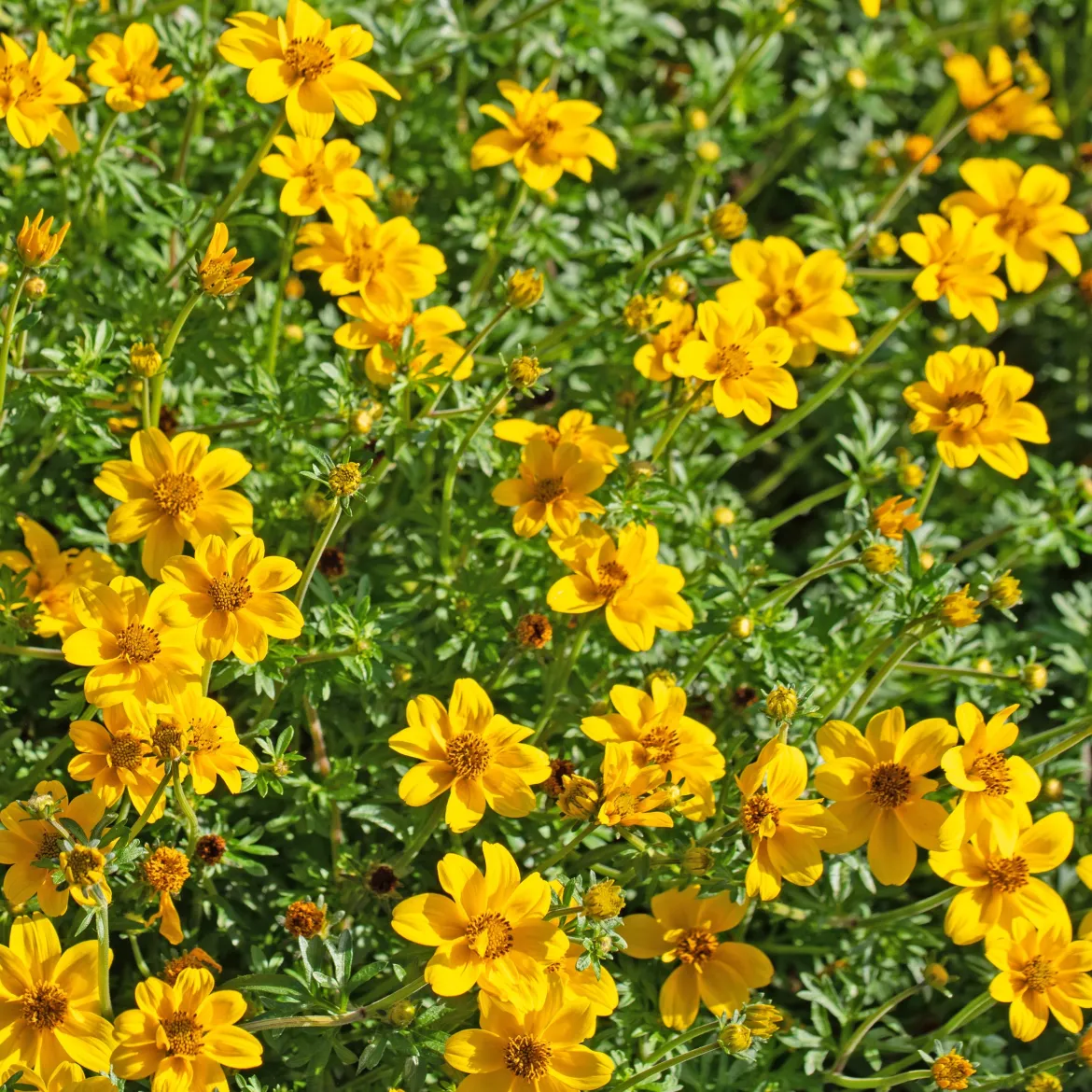 3 Bidens à feuilles de férule - Cascade jaune tout l'été