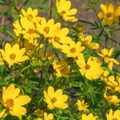 Bidens jaunes - Cascade jaune tout l'été