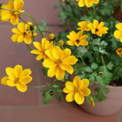 Bidens jaunes - Cascade jaune tout l'été