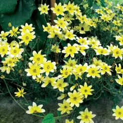 3 Bidens jaunes - Cascade jaune tout l'été