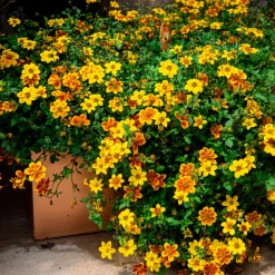 3 Bidens rouge orange - Cascade de fleurs tout l'été