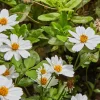 Bidens White Delight - Une cascade de fleurs blanches