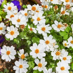 Bidens White Delight - Une cascade de fleurs blanches