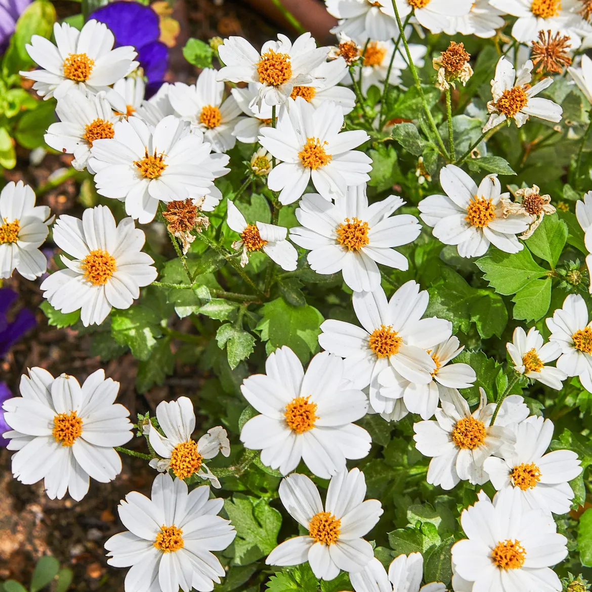Bidens White Delight - Une cascade de fleurs blanches